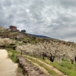 cerezo en flor jerte Activate Senderismo